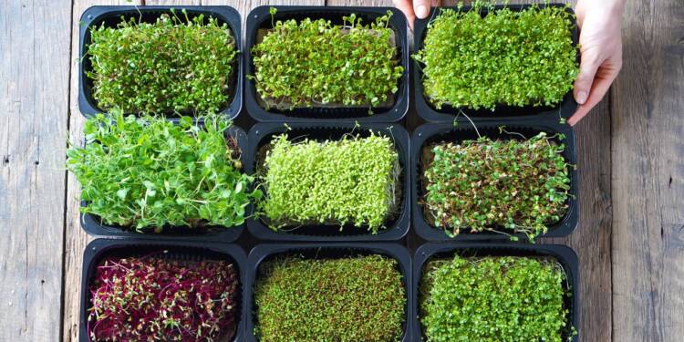 The Connection Between Microgreens and Well being